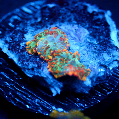 JC Orange Crush Rhodactis