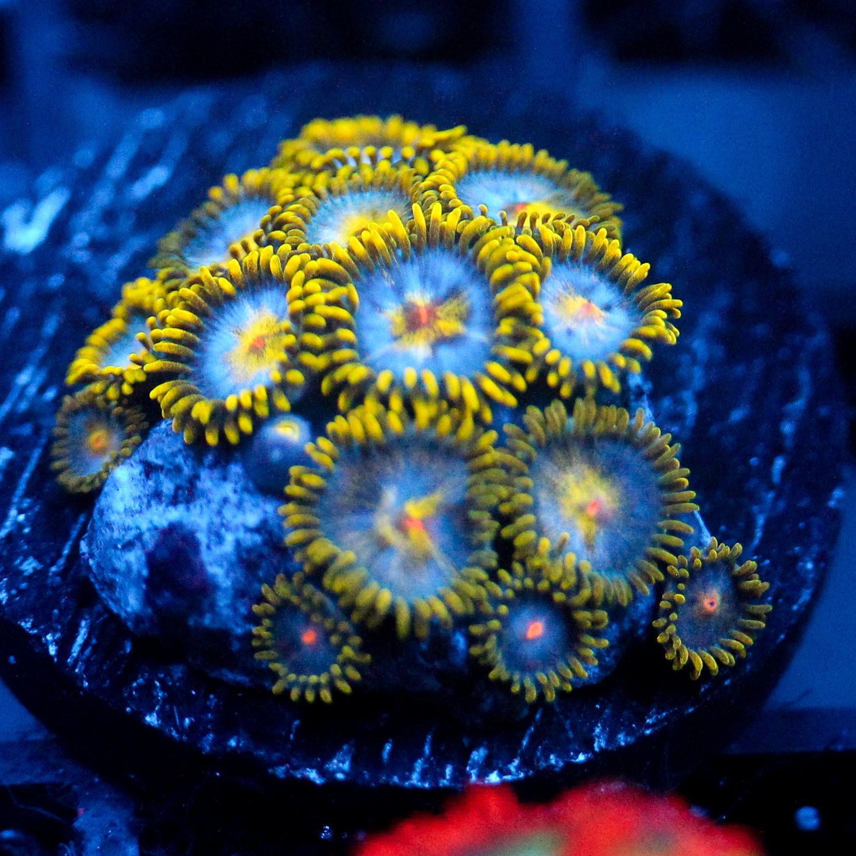 JC Saturn Zoanthid