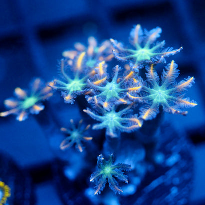 JC Orange Tip Clove Polyp
