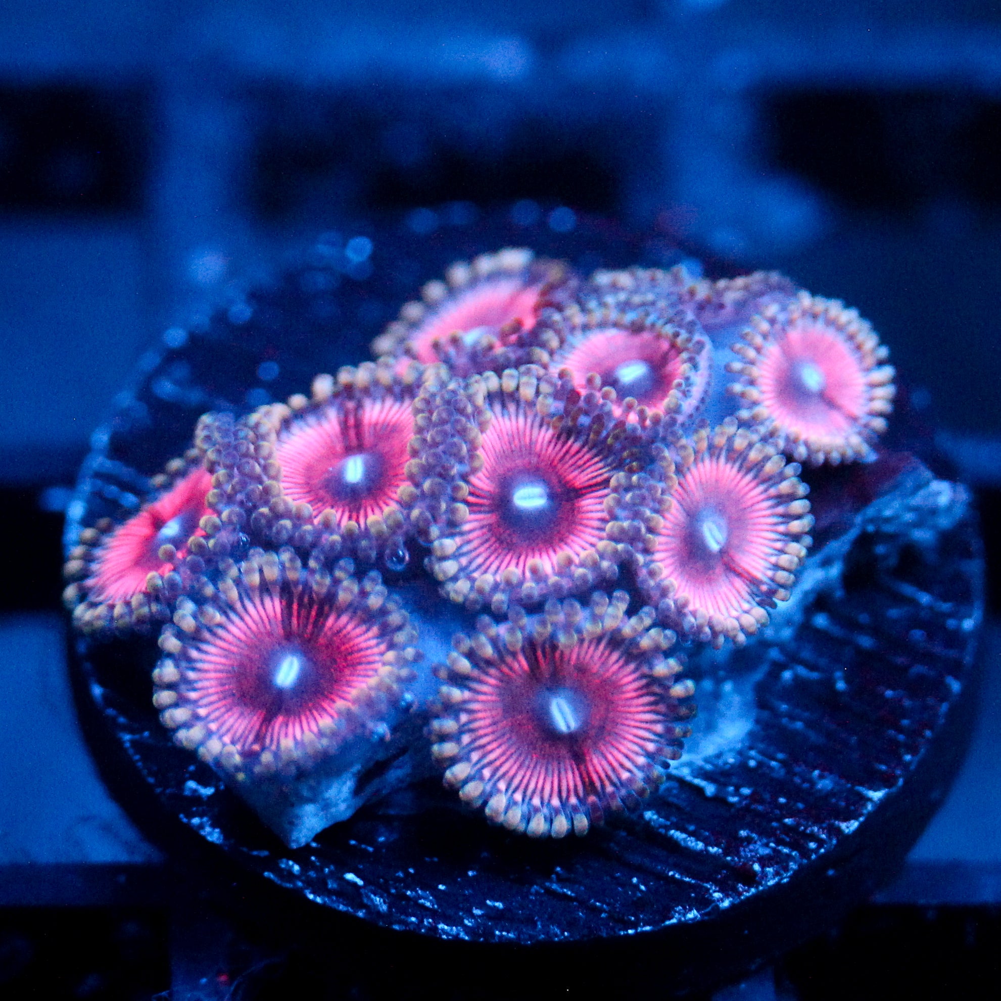 JC Terrorizer Zoanthid