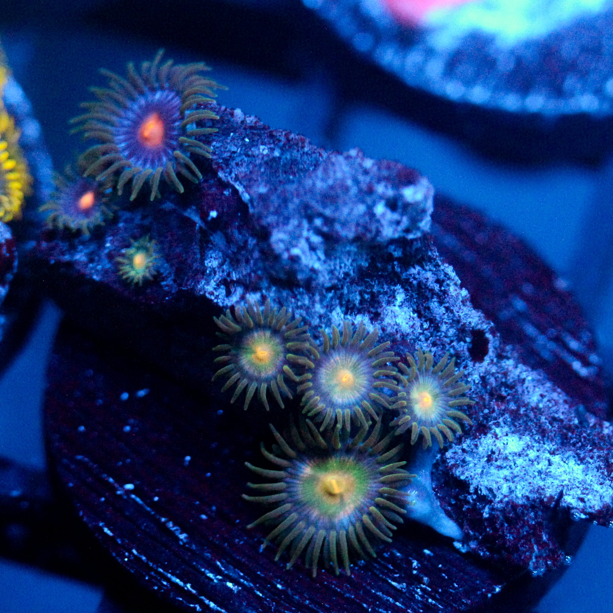 JC Zoa Garden Seed