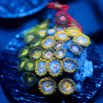 JC Green Crawler Zoanthid Mix