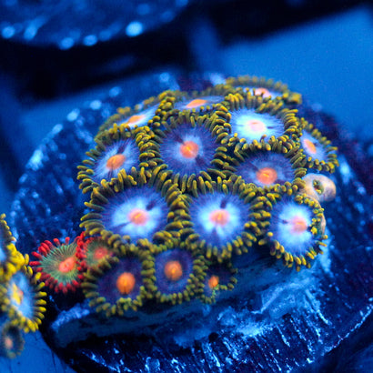 JC Saturn Zoanthid mix