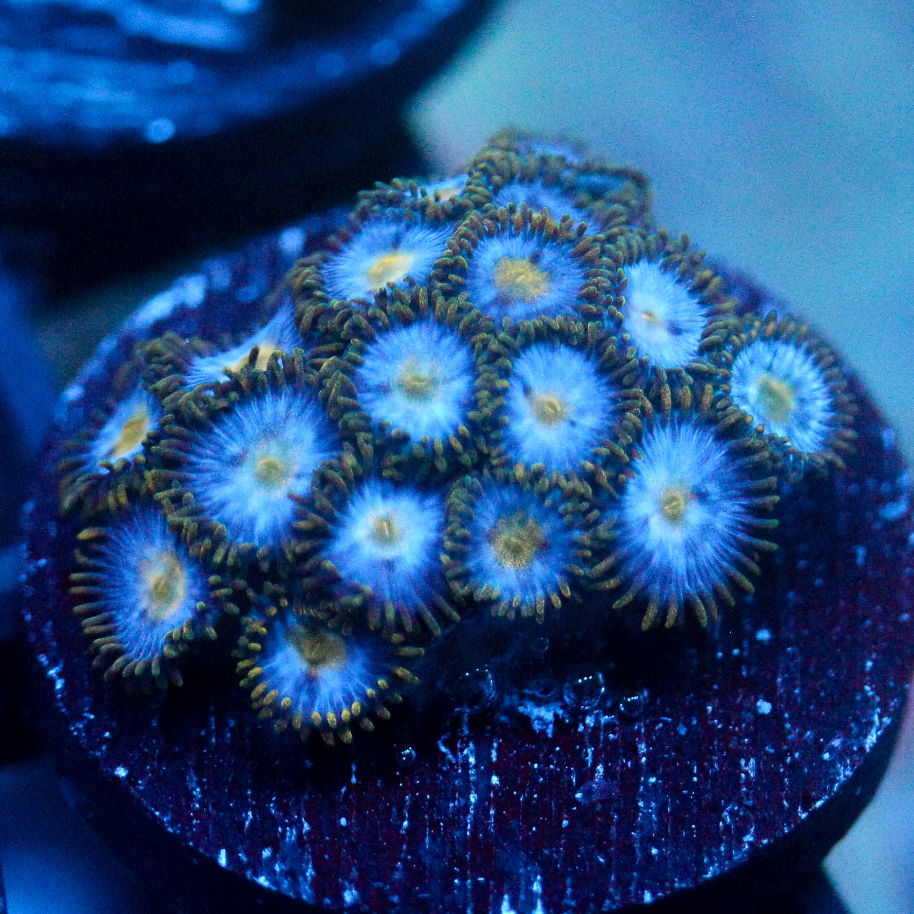 JC Blue Beast Zoanthid