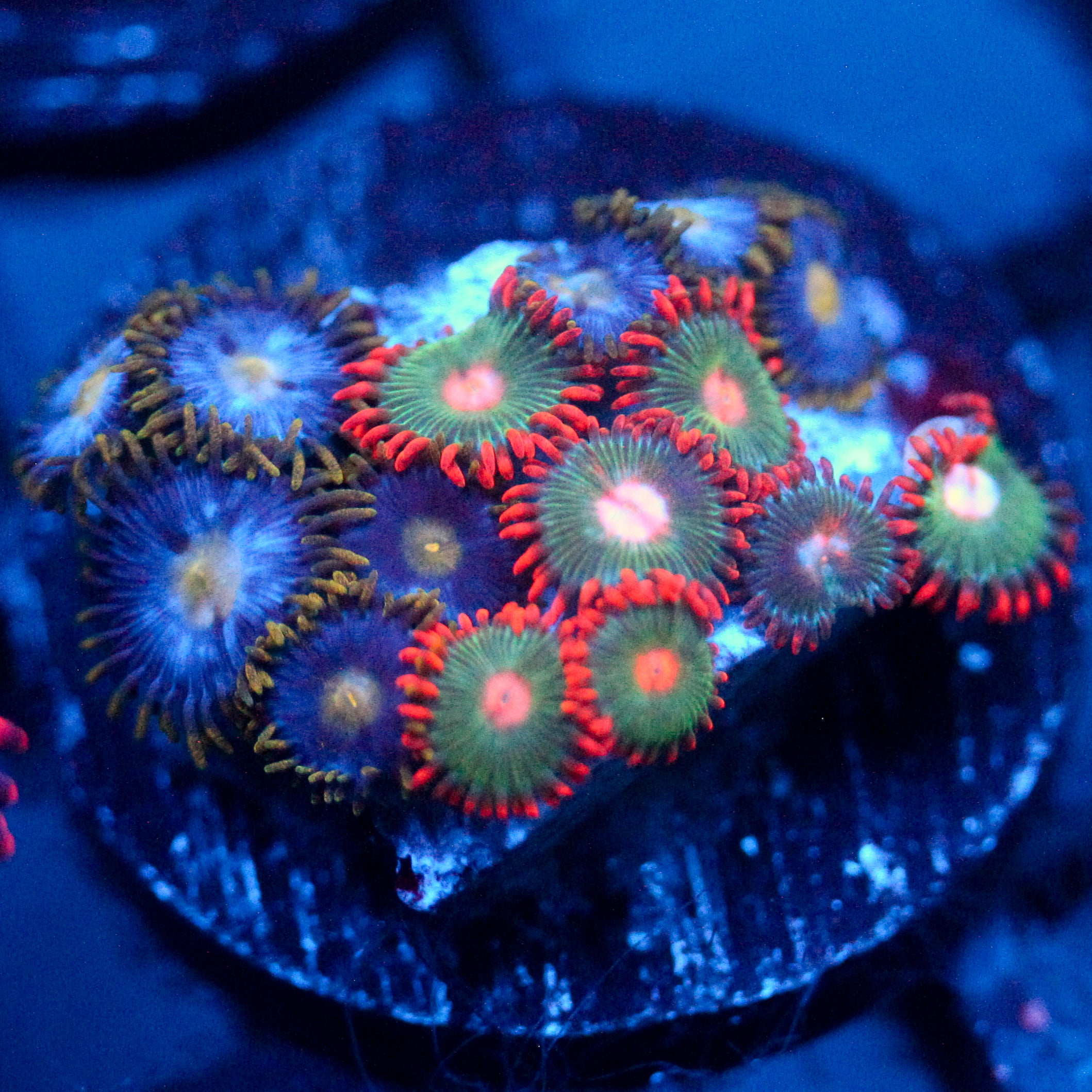 JC Zoa Garden Seed