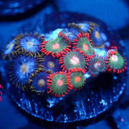 JC Zoa Garden Seed