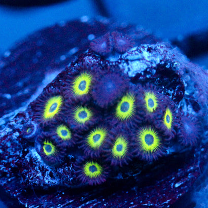 JC Sinister Greens Zoanthid