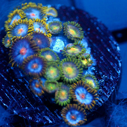 JC Green Crawler Zoanthid Mix