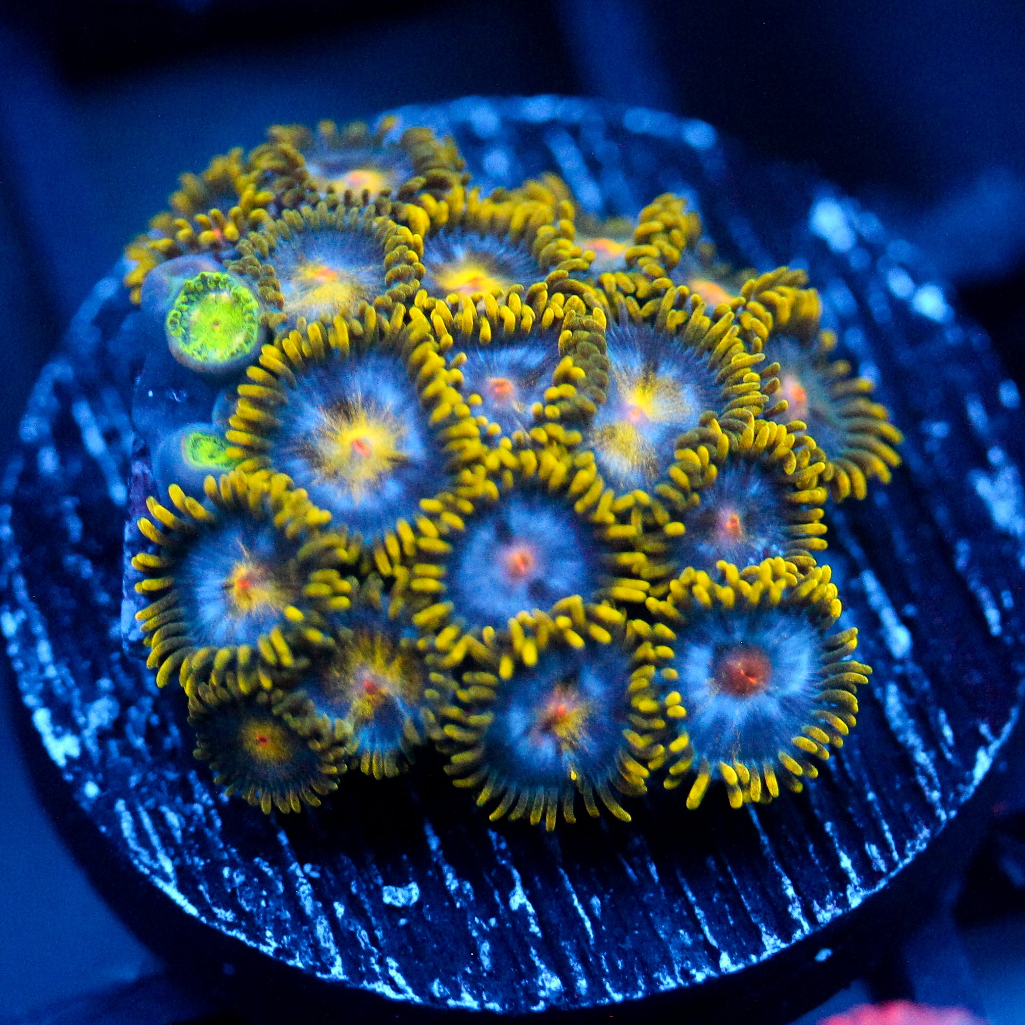 JC Saturn Zoanthid mix