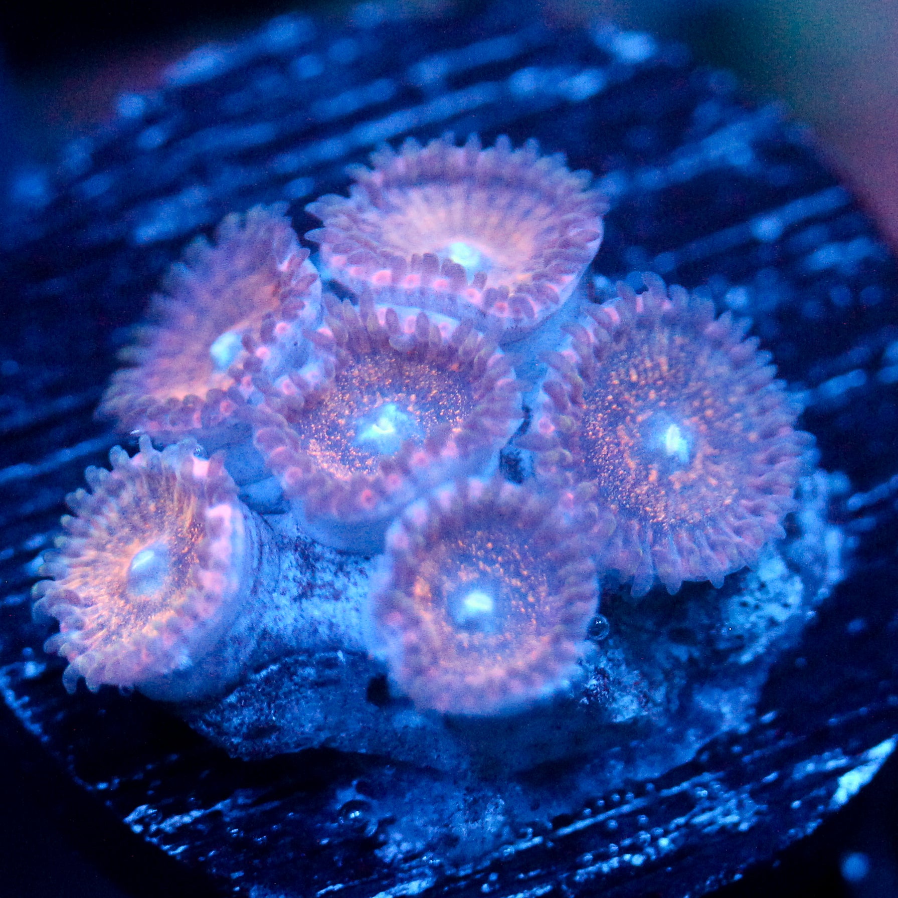 JC Peachy Zoa's