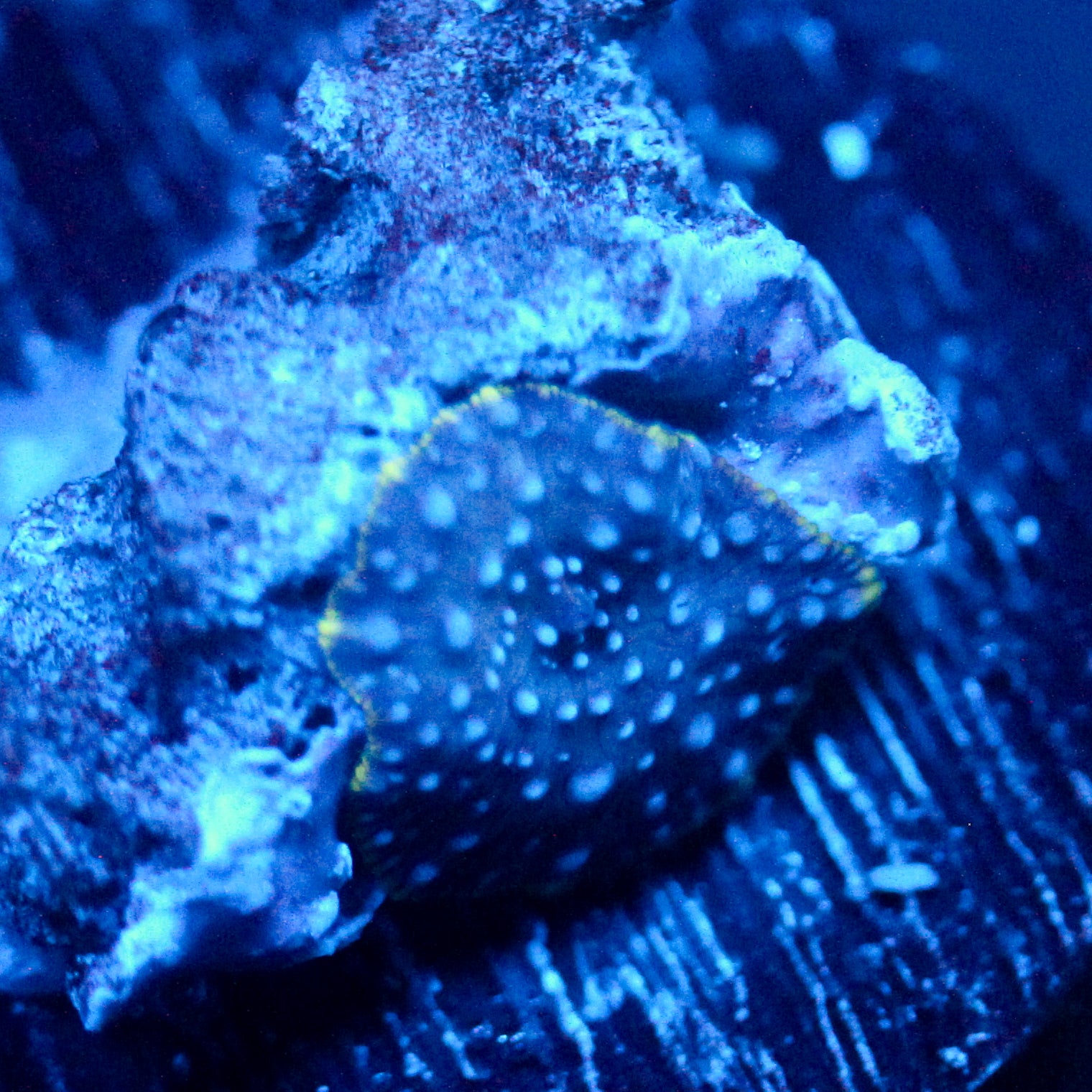 JC Blue on Blue Discosoma