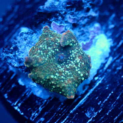 JC Green Stella Discosoma