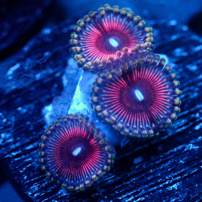JC Terrorizer Zoanthid
