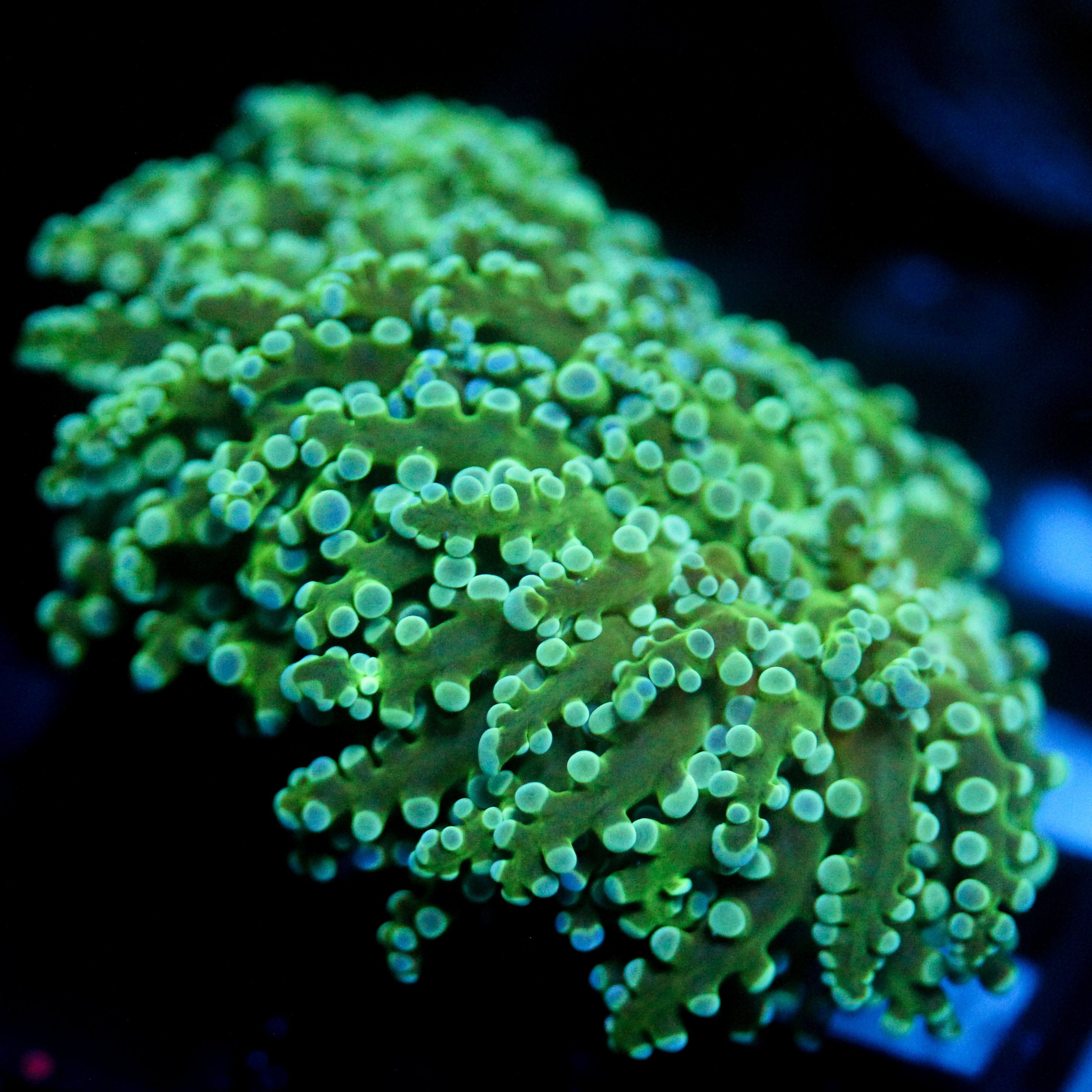 JC Underglow Octo