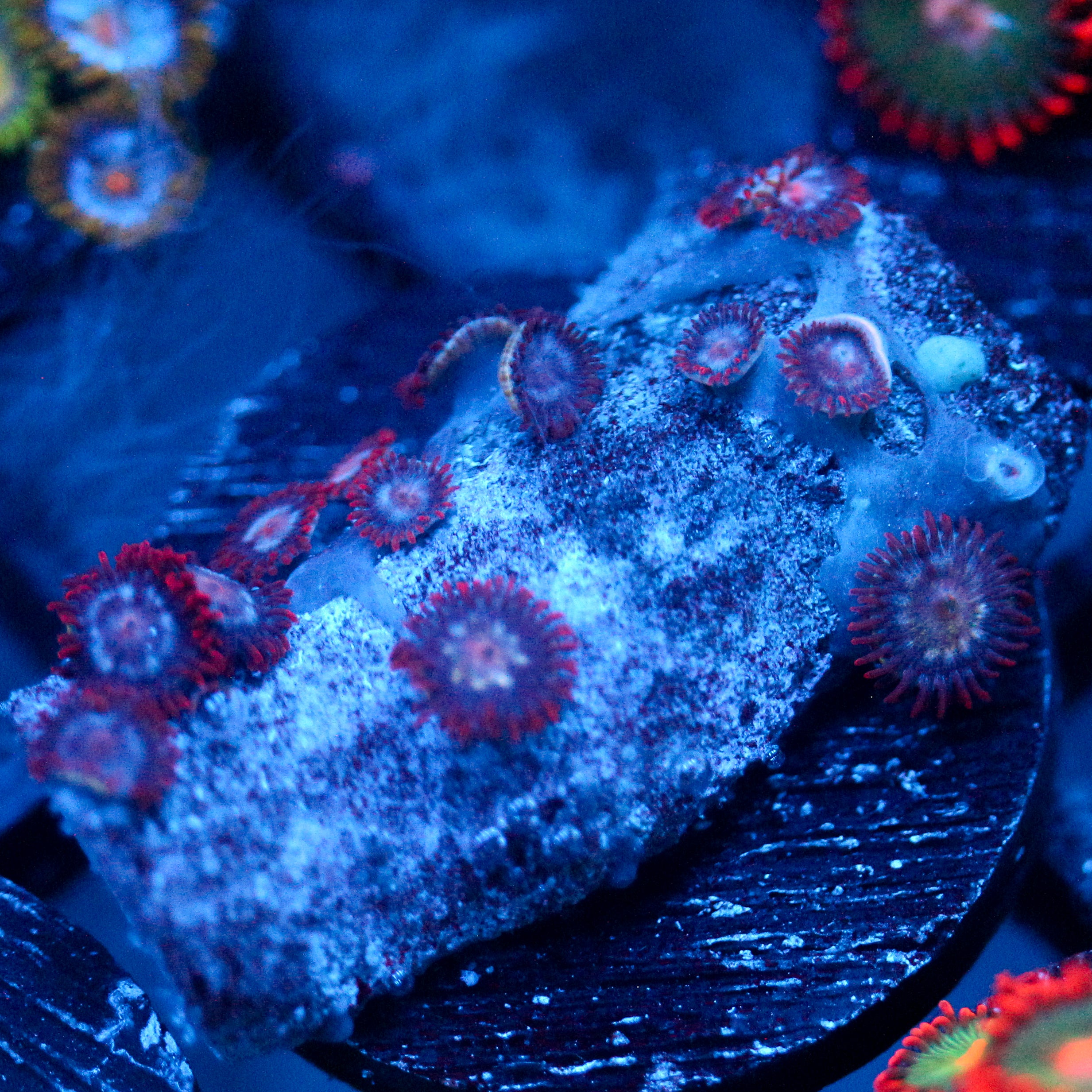JC Edge of Reality Zoanthid