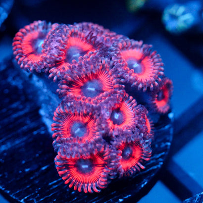 JC Pink Insanity Zoanthid