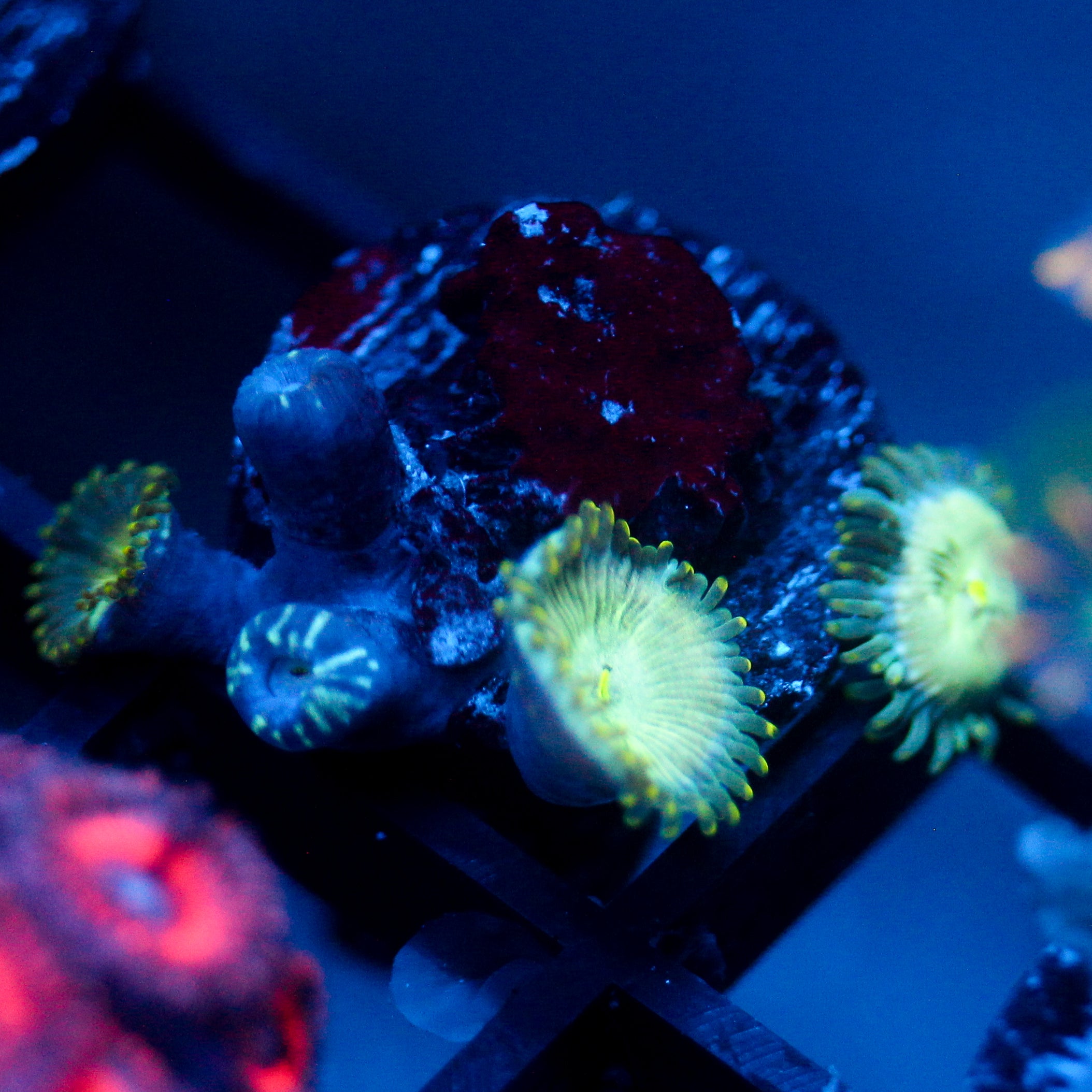 JC Hawaiian Ding Dang Zoanthid