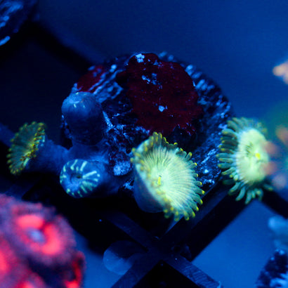 JC Hawaiian Ding Dang Zoanthid
