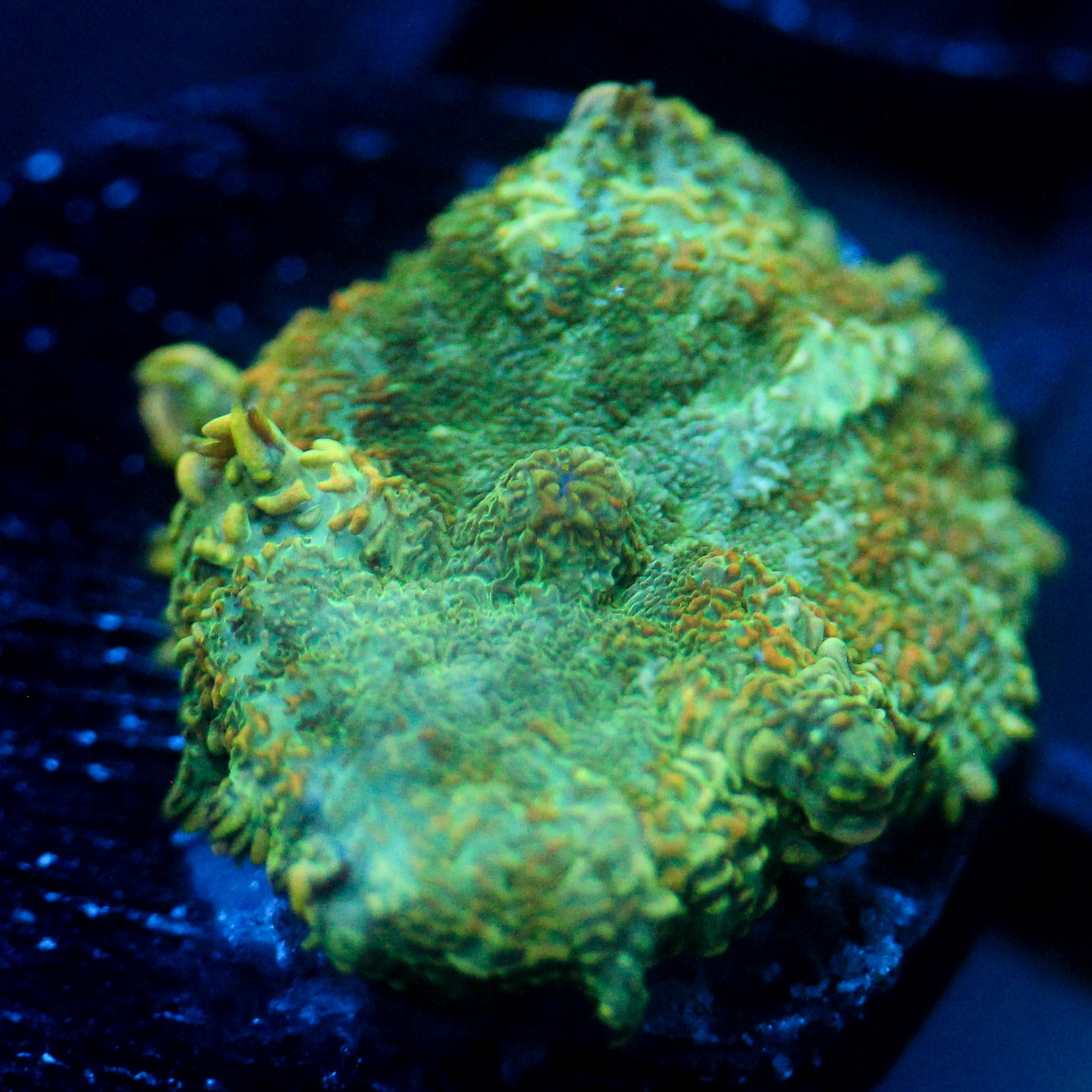 JC Lush Biome Rhodactis
