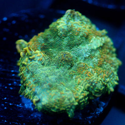 JC Lush Biome Rhodactis