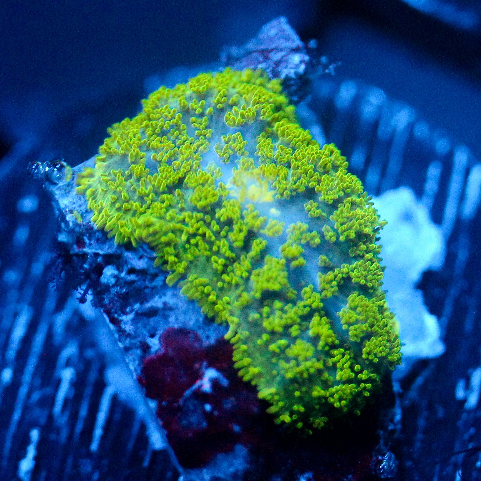 JC Neon Green Rhodactis