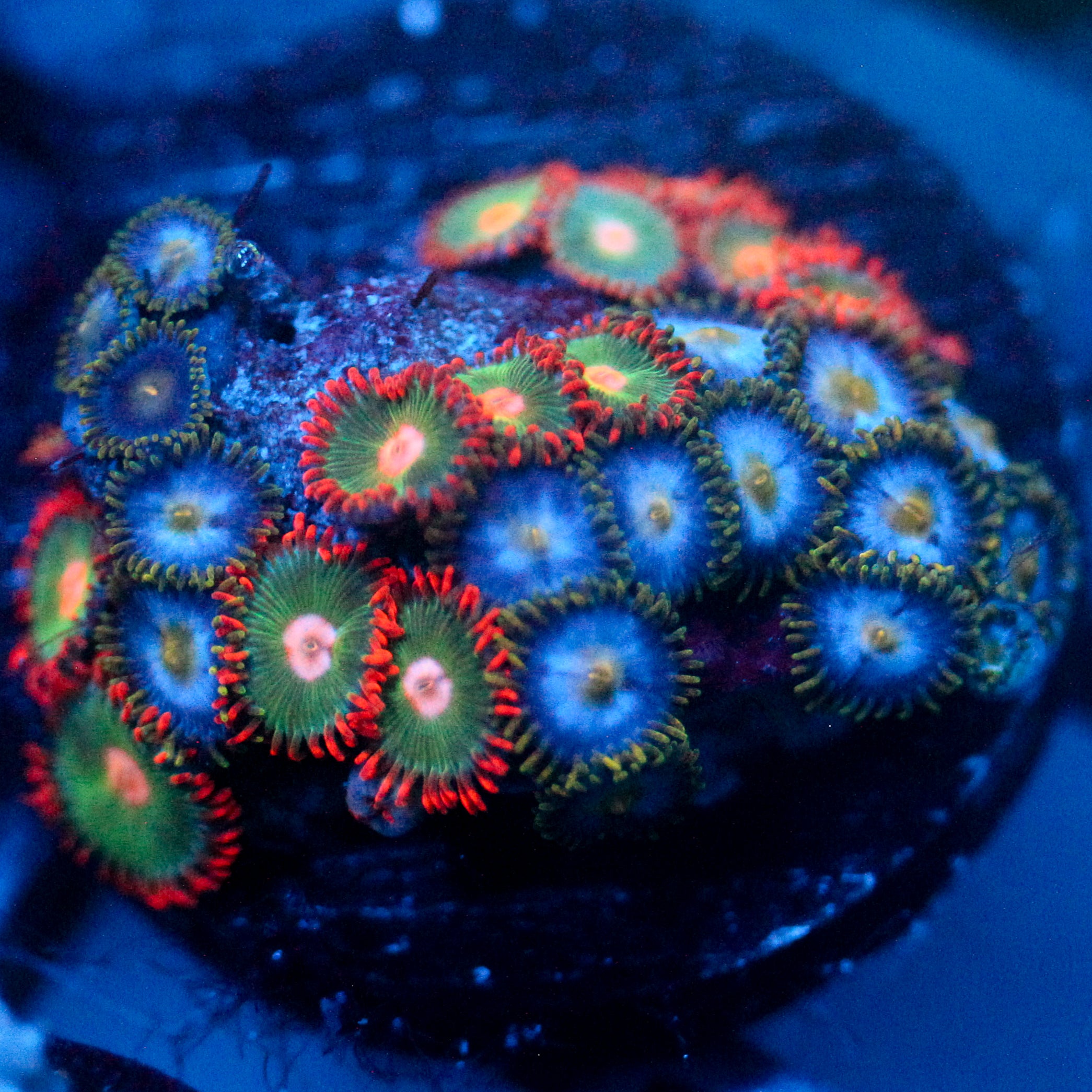 JC Zoa Garden Seed