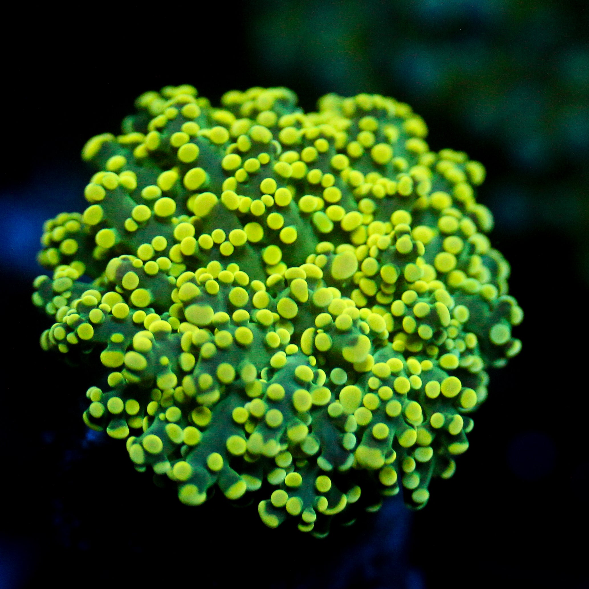 JC Neon Green Octo