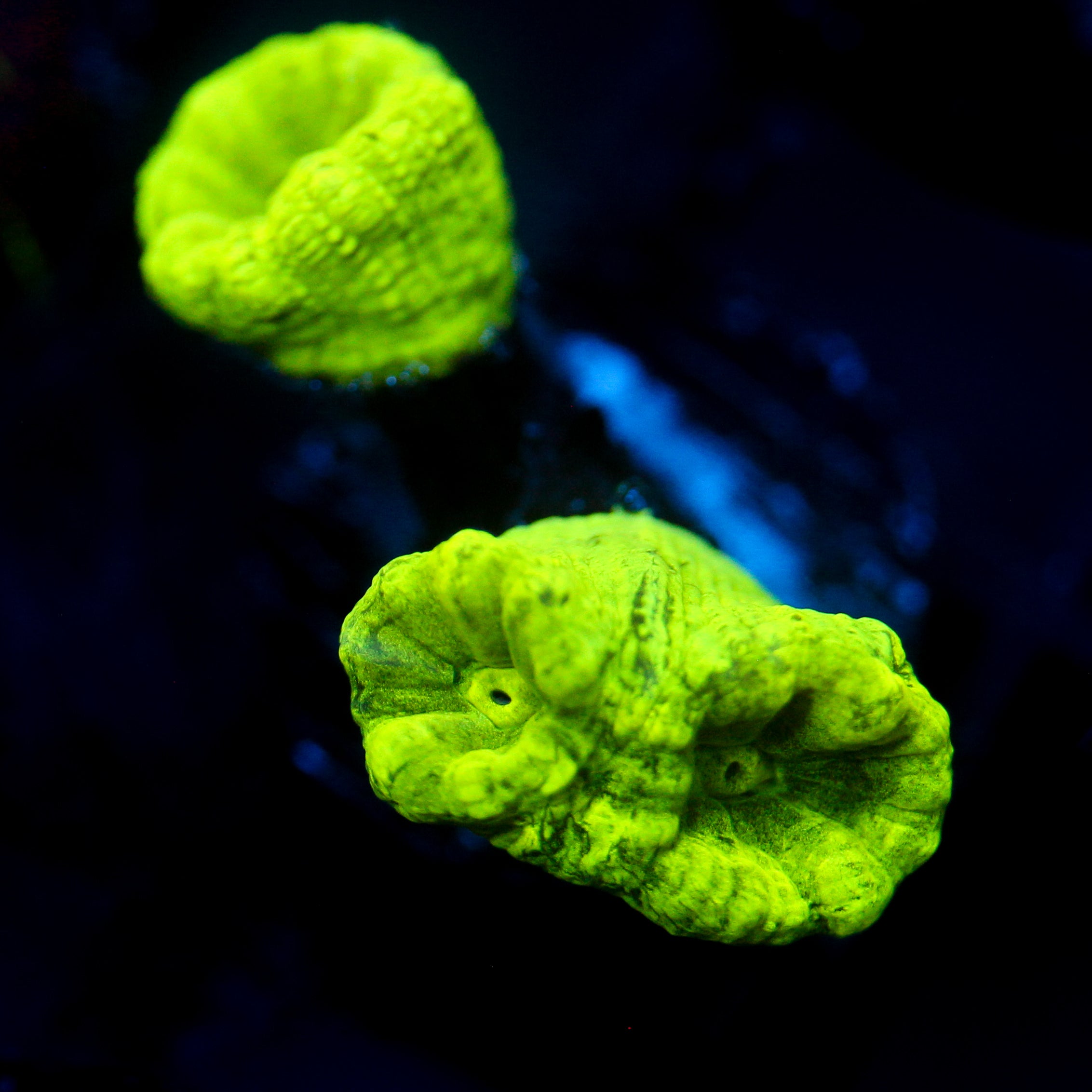 JC Neon Green Trumpet