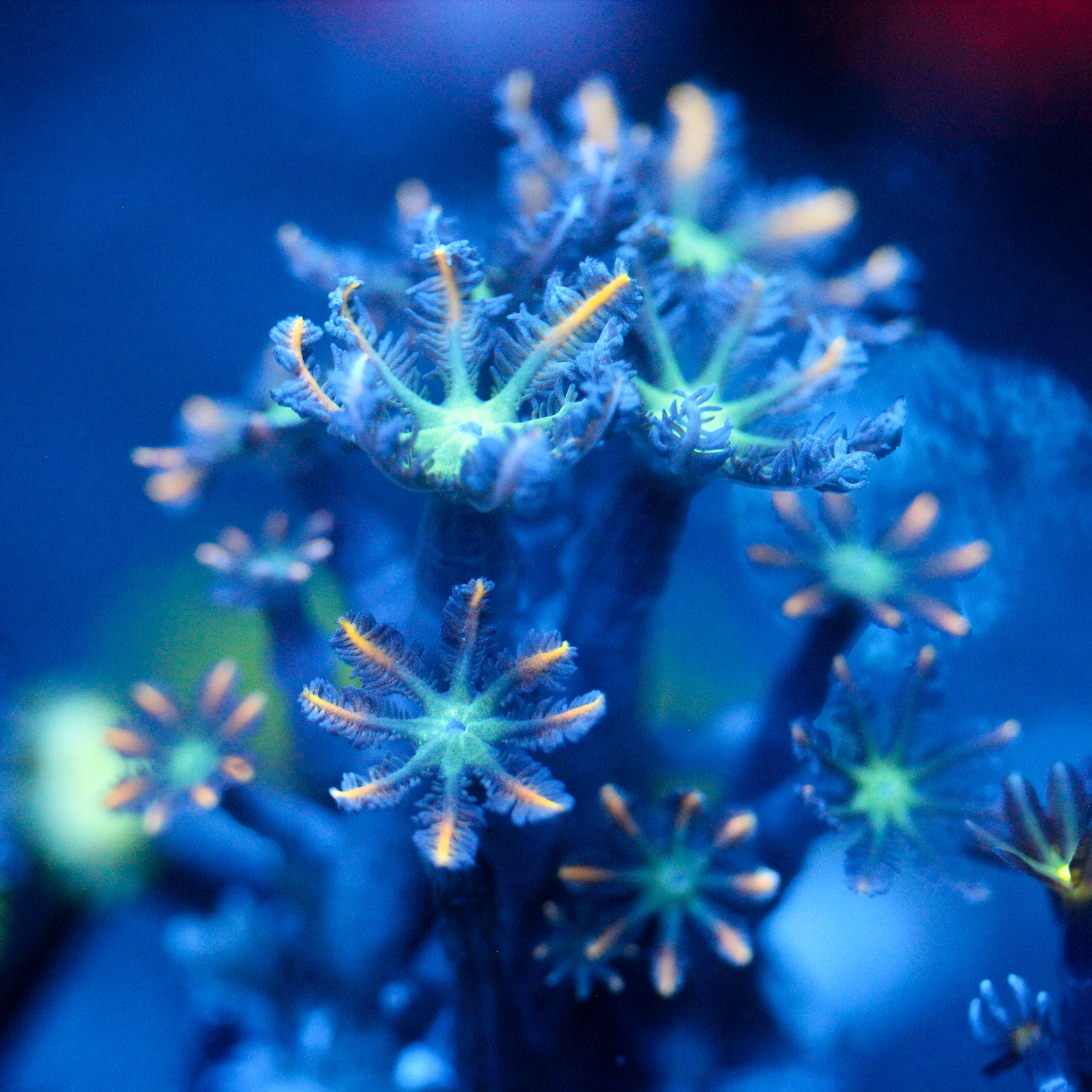 JC Orange Tip Clove Polyp