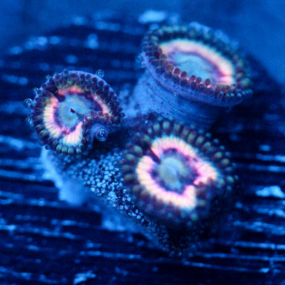 JC Pink Constellation Zoanthid