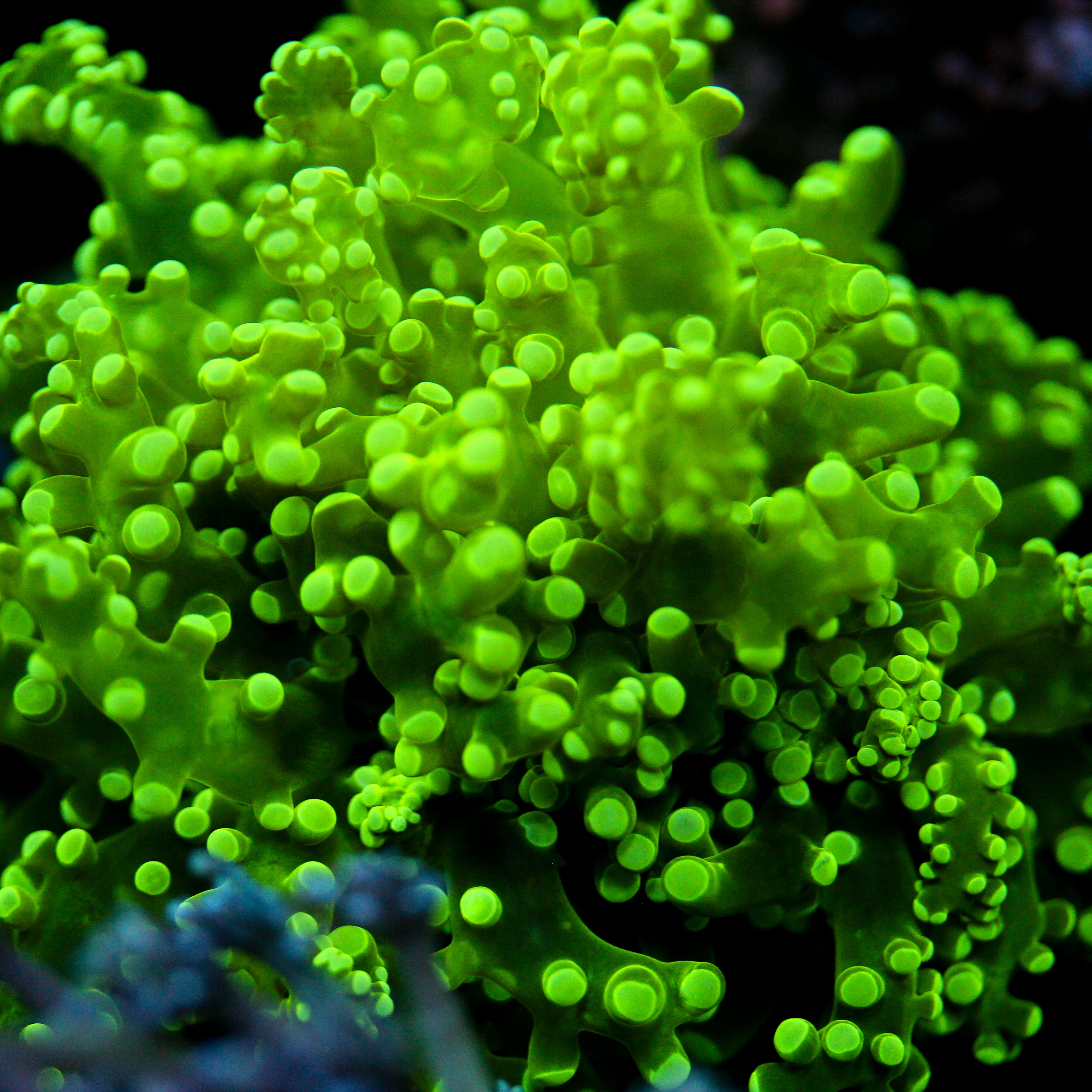 JC The Slime King Octo