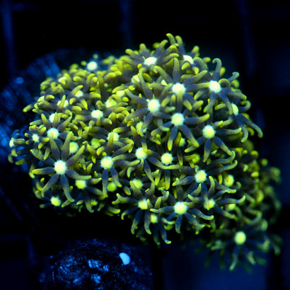 JC GSP