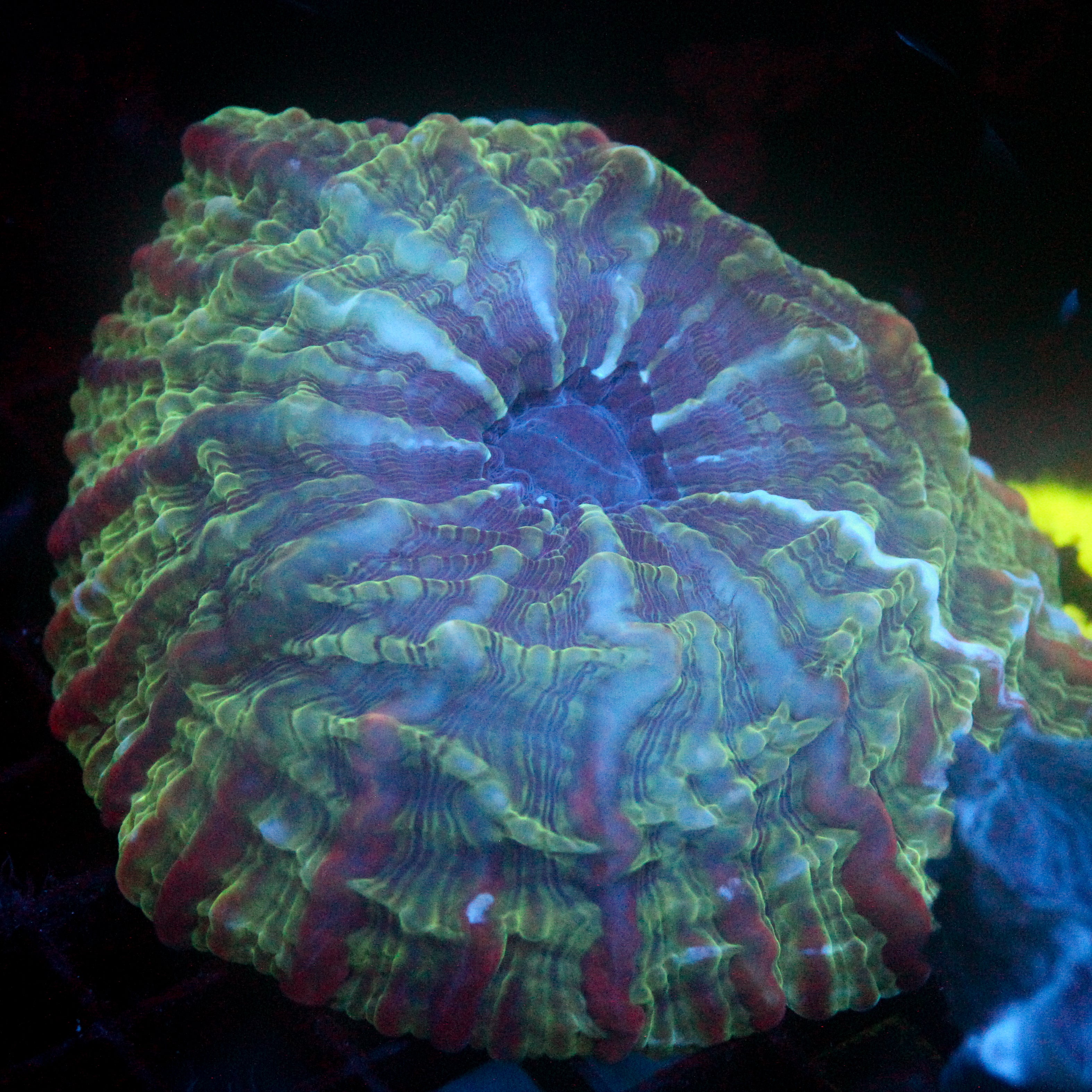 JC Oblivion Indophyllia 4"+