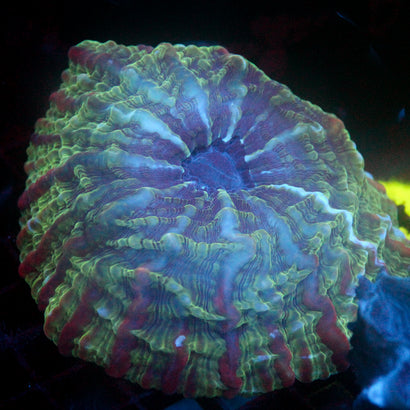 JC Oblivion Indophyllia 4"+