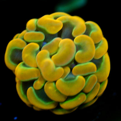 JC Rainbow Gold Hammer