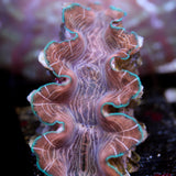 JC First! Squamosina Clam 2