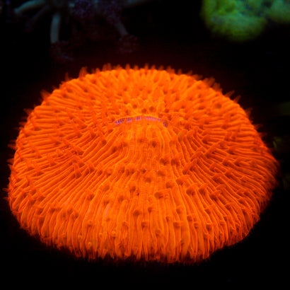 JC Orange Inferno Plate 3"+