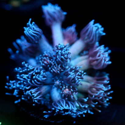JC Blue Deep Goni