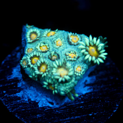 JC Sunflower Goni