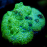 Biota Voyager 2 Psammacora