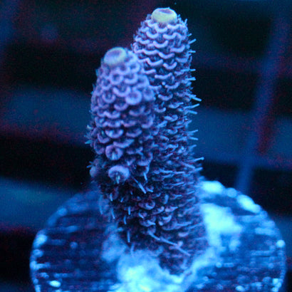 JC Purple Pillar