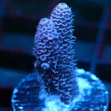 JC Purple Pillar