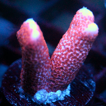JC Pink Whisper Monti