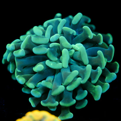 JC Blue Blush Hammer