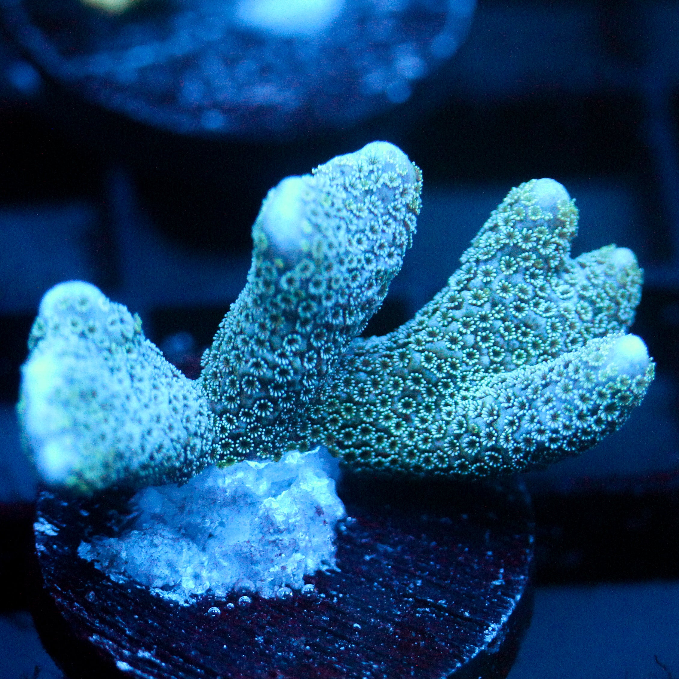 JC Blue Digi Monti