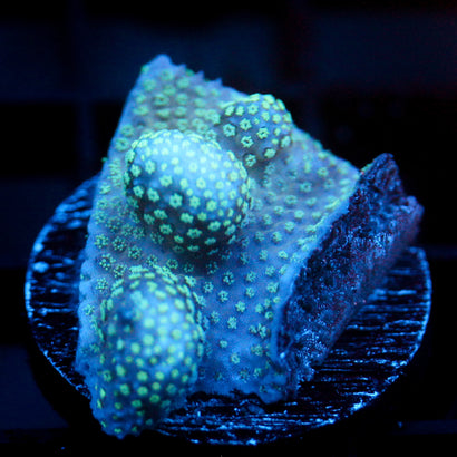 JC Mint Styloporah Side Cut