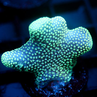 JC Neon Styloporah
