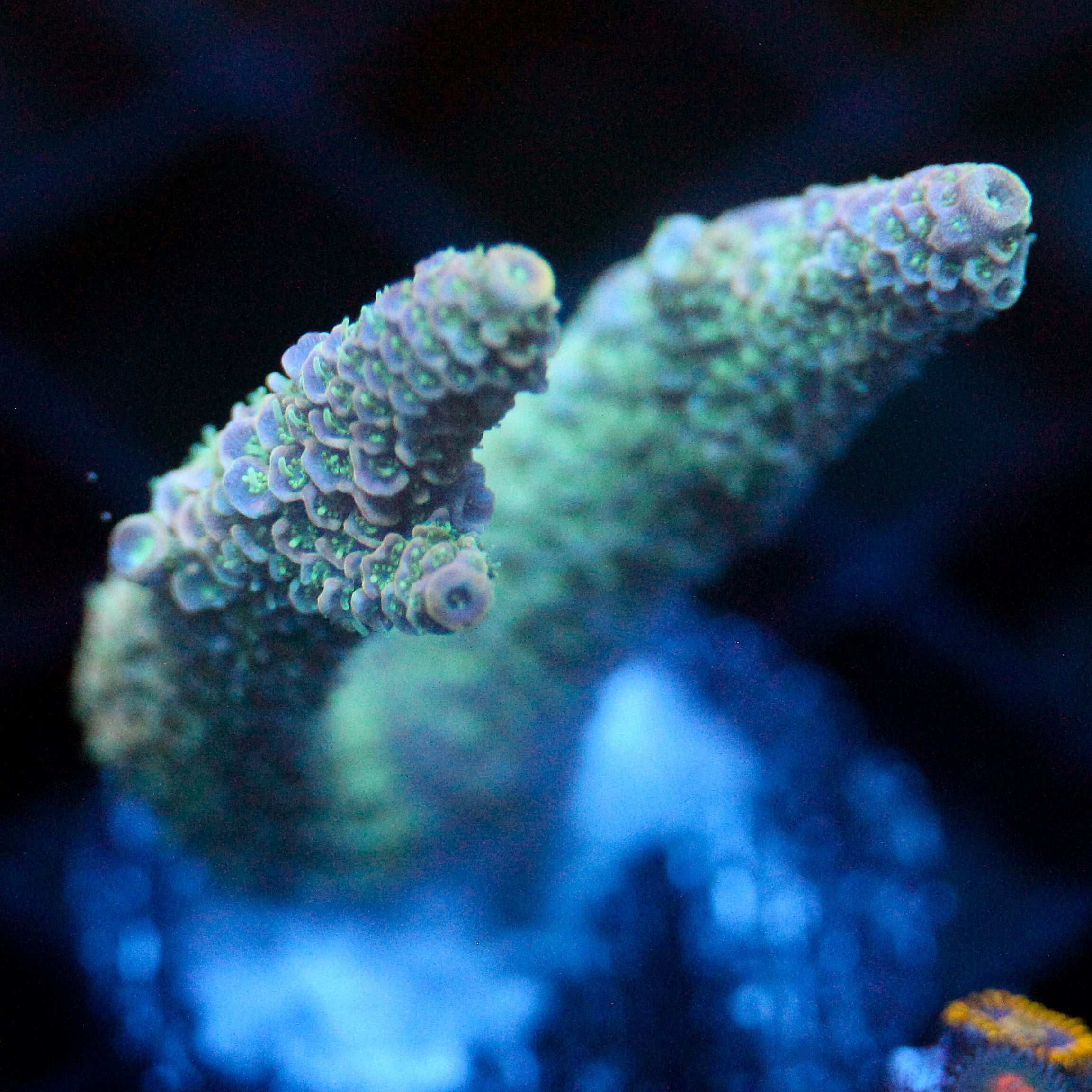 JC Green Tendrils