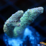 JC Green Tendrils