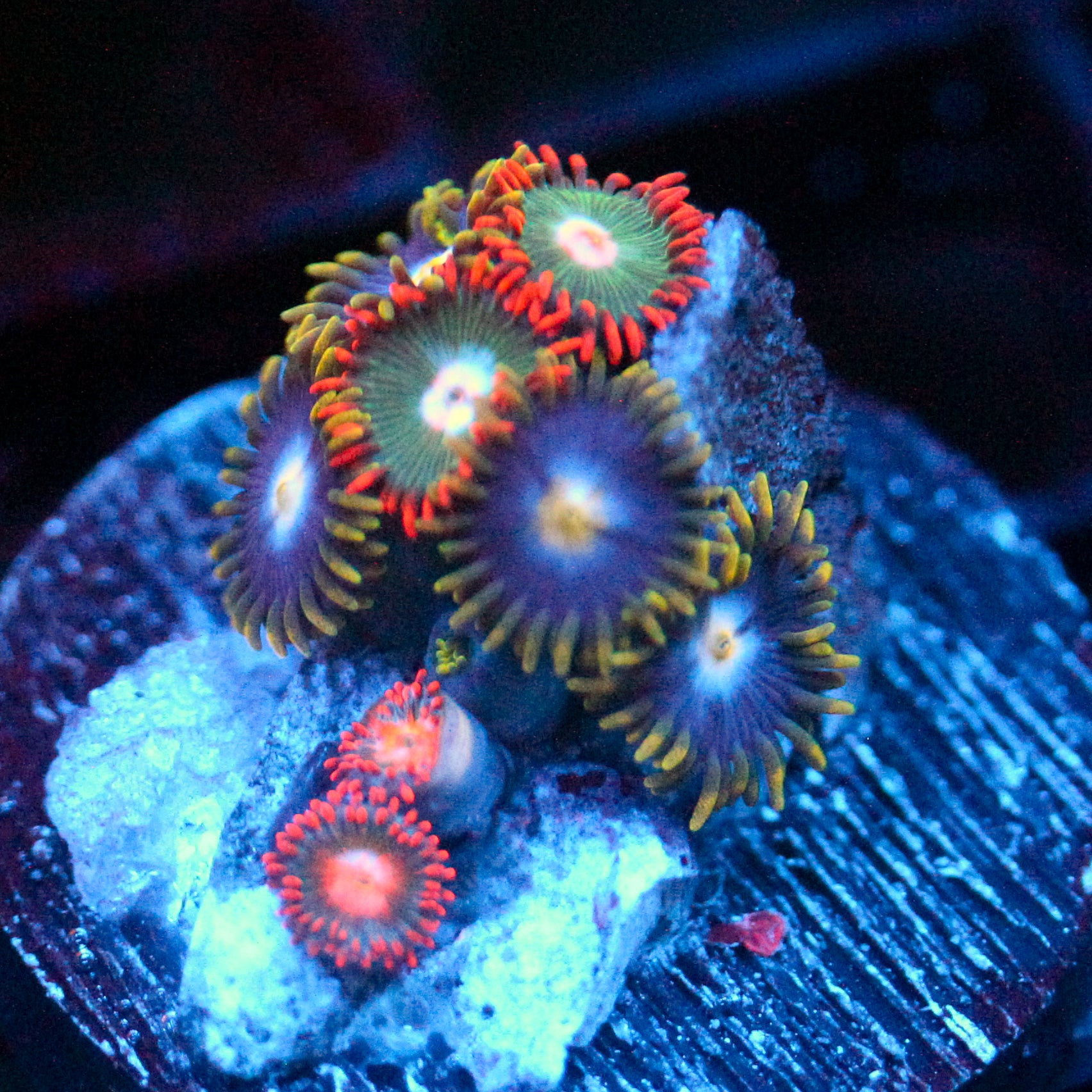 JC Zoa Garden Seed